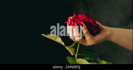 Person mit roter Rose beschneiden. Von oben Ernte Hand der anonymen Person hält rote Rose mit grünen Blättern. Stockfoto