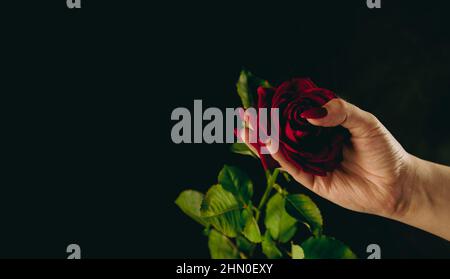 Person mit roter Rose beschneiden. Von oben Ernte Hand der anonymen Person hält rote Rose mit grünen Blättern. Stockfoto