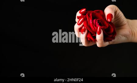 Person mit roter Rose beschneiden. Von oben der Ernte anonyme Person zeigt frische rote Rose vor schwarzem Hintergrund. Stockfoto