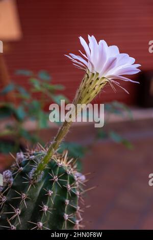 Echinopsis oxygona, die Blume dauert nur einen Tag mit all ihrer Schönheit, sie öffnen sich am Abend und beginnen am folgenden Nachmittag zu verblassen Stockfoto