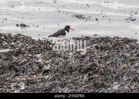 Austernfischer (Haematopus ostralegus) am Rand des Wassers Stockfoto