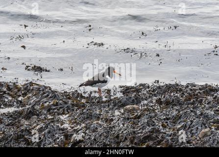 Austernfischer (Haematopus ostralegus) am Rand des Wassers Stockfoto