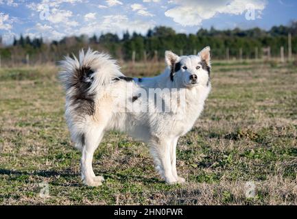 Jakutian Laika vor einem Naturhintergrund Stockfoto