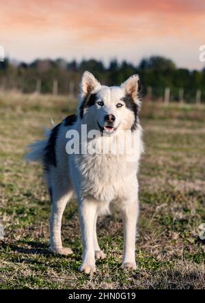 Jakutian Laika vor einem Naturhintergrund Stockfoto