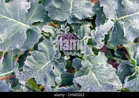 Lila sprießende Brokkoli Pflanze wächst Draufsicht über der schönen Gemüse und Blätter im Winter Februar Garten Wales Großbritannien KATHY DEWITT Stockfoto