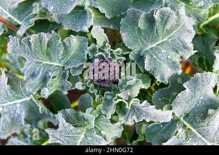 Lila sprießende Brokkoli Pflanze wächst Draufsicht über der schönen Gemüse und Blätter im Winter Februar Garten Wales Großbritannien KATHY DEWITT Stockfoto