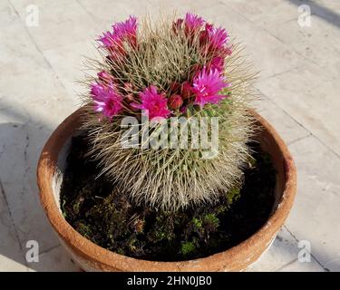 Der Kaktus gehört zur Pflanzenfamilie Cactaceae Stockfoto
