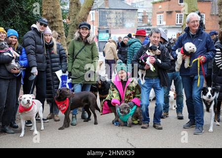 London, Großbritannien. 13th. Februar 2022. Auf dem Weg zum All Dogs Matter Valentine Dog Walk, Hampstead, London. Hunde und ihre Besitzer, viele zum Valentinstag gekleidet, versammelten sich im Garden Gate Pub in Hampstead, bevor sie sich auf den jährlichen Spendenmarsch über Hampstead Heath zur Hunderettung und zur Wiedererrichtung der Wohltätigkeitsorganisation All Dogs Matter einschiffen. Trotz einer großen Anzahl von Hunden, waren sie alle sehr gut erzogen und sehr gute Jungen. Und Mädchen! Kredit: Paul Brown/Alamy Live Nachrichten Stockfoto