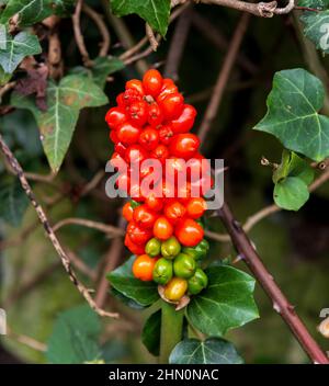 Eine Spitze aus roten Beeren von Herren und Damen oder wildem Arum - Arum maculatum Stockfoto