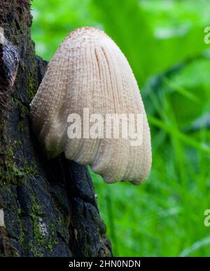 Ein einziger Fruchtkörper eines glänzenden Tintenfass- (Glimmermütze)-Pilzes - Coprinellus micaceus Stockfoto