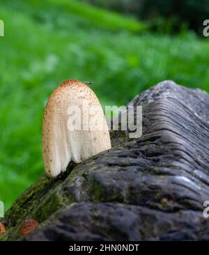 Ein einziger Fruchtkörper eines glänzenden Tintenfass- (Glimmermütze)-Pilzes - Coprinellus micaceus Stockfoto