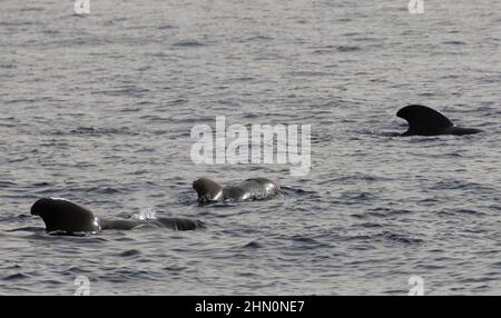 Teneriffa, Kanarische Inseln, Spanien - februar 2022: Gruppe von Pilotwalen im offenen Atlantik zwischen Teneriffa und La Gomera Stockfoto