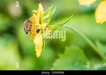 Fliegende Biene, bestäubende Blumen, Bestäubung. Eine Biene fliegt über einen Dandelion. Ein erstaunliches fliegendes Insekt. Blumenfliege, hochfliegende Bienen. Insekten, Käfer. Hochwertige Fotos Stockfoto