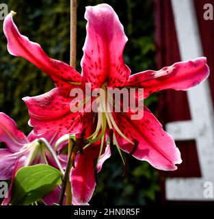 Lilium, Fräulein Feya Stockfoto