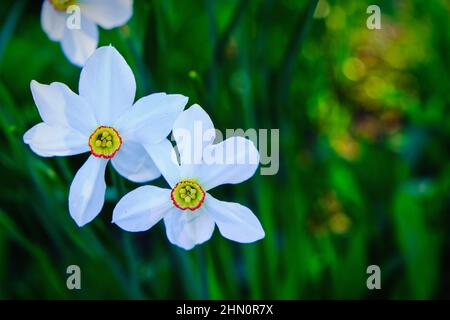 Selektiver Fokus auf den sonnenhinterleuchteten Kopf von weißen Narzissen-Poeticus-Blüten auf unscharfem Gartenhintergrund im frühen Frühjahr. Stockfoto