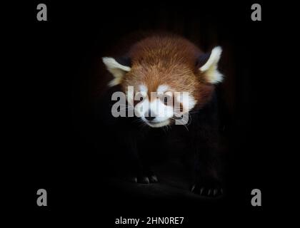 Roter Panda, der aus der Dunkelheit kommt Stockfoto