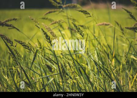 Reispflanze - Oryza Sativa - allgemein bekannt als asiatischer Reis, ist die Pflanzenart, die am häufigsten im Englischen als Reis bezeichnet wird Stockfoto