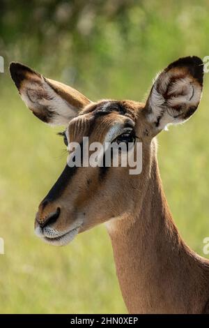 Porträt Kopfbild eines schwarzen Impalas. Stockfoto