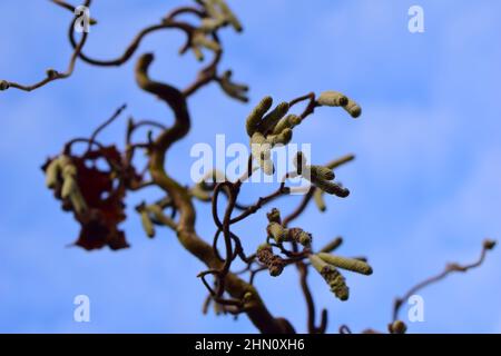 Blühender Haselnussbaum von unten an einem blauen Himmel Stockfoto