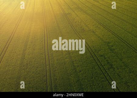 Weizenfeld-Landschaft bei Sonnenuntergang. Drohnenaufnahme aus der Luft Stockfoto