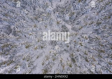 Winter Forest. Blick von oben. Das Foto wurde mit einer Drohne getroffen. Kiefer und Tanne Wald im Schnee. Stockfoto