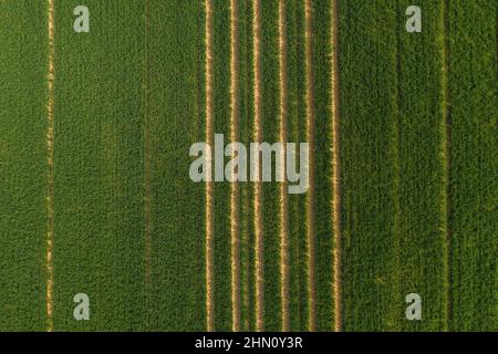 Grünes Feld mit einzelnen Traktorspuren. Drohnenschuss Stockfoto