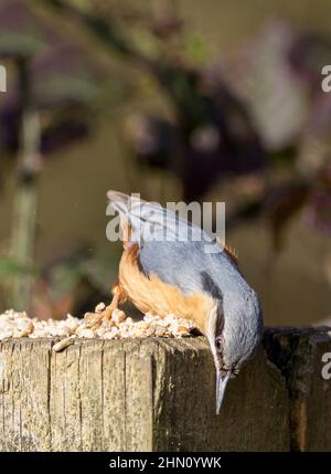 Nuthatch Sitta europaea Blau grau oben schwarzer Augenstreifen weiße Wangen und orange buff Unterteile meißelartige Schnabel kurzer Schwanz auf Pfosten mit Samen Stockfoto