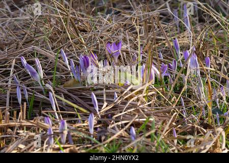 Crocus Early crocus tommasinianus, wild wachsender purpurner Frühling saisonal blühende Pflanze dünne dunkelgrüne Blätter mit weißer Mittelrippe. Die Blumenröhre ist weiß Stockfoto