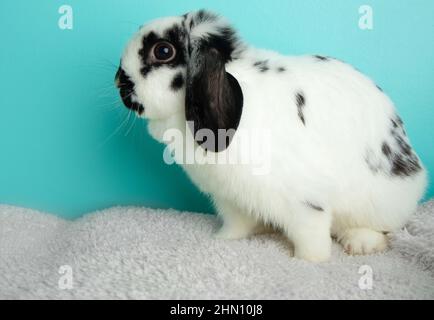 Schwarz-weiß lopped Ohr Hase mit blauem Hintergrund Stockfoto