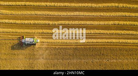 Weizenernte im Herbst Luftaufnahme von oben, Drohne geschossen Stockfoto