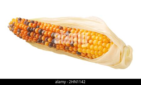 Glas Juwel Juwel Mais Maiskolben (Zea mays) isoliert Stockfoto