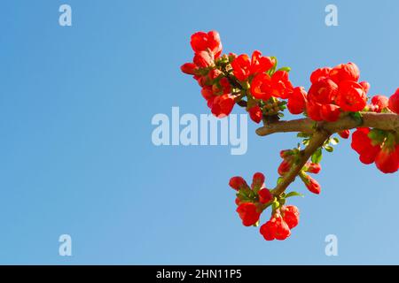 Der Frühling blüht. Die 'Crimson and Gold' Blume ist eine satte rote Farbe. Vor einem blau klaren Himmel. Selektiver Fokus. Speicherplatz kopieren. Stockfoto