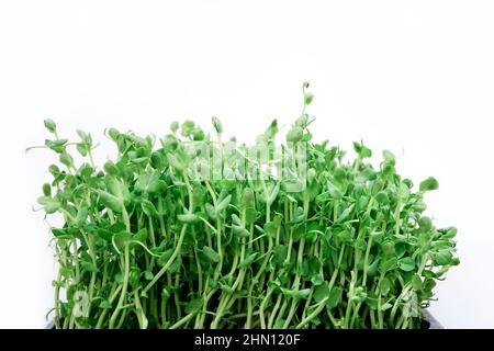 PEA-Sprossen keimen im Boden auf weißem Hintergrund, Nahaufnahme Stockfoto