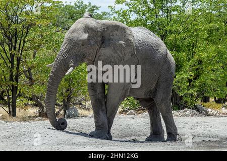 Elefant entspannt mit gekreuzten Vorderbeinen und gewelltem Rüssel. Stockfoto