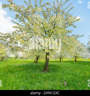 Die Atmosphäre der Blüte im Frühlingsgarten. Bäume aus Äpfeln und Kirschen. Stockfoto