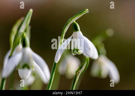 Nahaufnahme von Schneeglöckchen, die im Spätwinter wachsen. Stockfoto