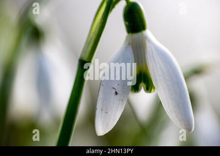 Makro-Nahaufnahme einer Schneeglötblume im Spätwinter. Stockfoto