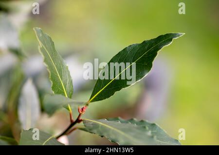 Nahaufnahme von frischen Lorbeerblättern, die auf einem Baum wachsen. Stockfoto