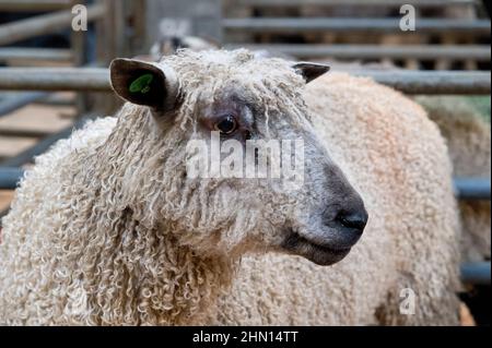 Teeswater ewe bei Bentham Auction Mart, North Yorkshire, Großbritannien. Die Teeswater ist eine unverwechselbare Schafrasse aus Teesdale. Stockfoto