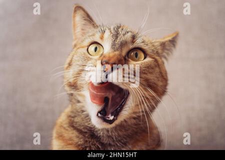 Die Ingwerkatze schaut mit weit geöffnetem Mund auf die Kamera und leckt ihre Lippen. Stockfoto