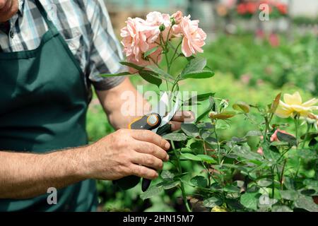 Gärtner Landschaftsgestaltung und Pflege von schönen Rosen Stockfoto