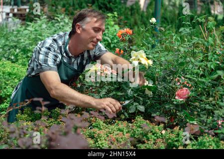 Gärtner Landschaftsgestaltung und Pflege von schönen Rosen Stockfoto
