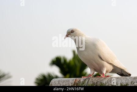 Nahaufnahme der schönen Haustaube unter dem wolkigen Himmel mit Kopierraum Stockfoto