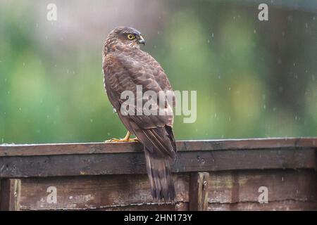 Kidderminster, Großbritannien. 13th. Februar 2022. Wetter in Großbritannien: An einem sehr nassen Regentag kommt dieser Greifvogel immer noch zum Spielen heraus. Dieser weibliche Sperber sitzt isoliert auf einem Gartenzaun, im Regen, und wartet auf eine wahrscheinliche Mahlzeit, die vorbeifliegt. Kredit: Lee Hudson/Alamy Live Nachrichten Stockfoto