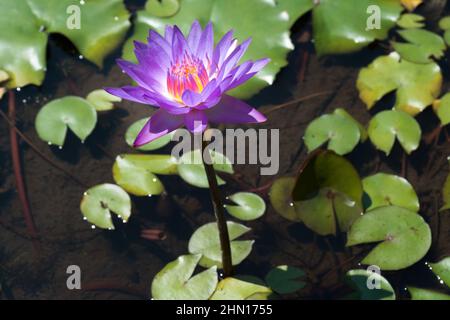 Nahaufnahme einer lila Seerose im Teich, umgeben von Seerosen aus einem hohen Winkel Stockfoto