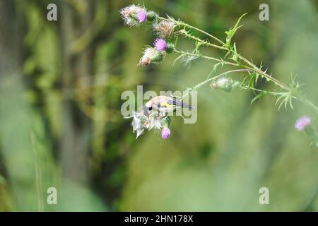 europäischer Goldfink, carduelis carduelis, sitzt auf einer violetten Distel Stockfoto