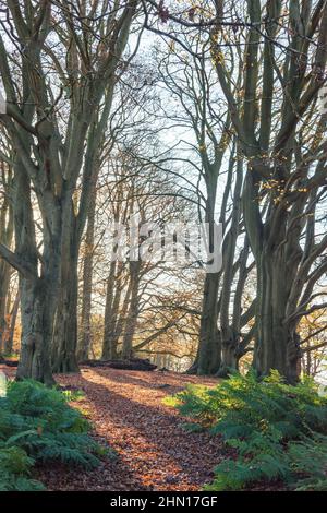 Sonne scheint durch Waldbuchenbäume im Herbst Staffordshire England Großbritannien Stockfoto