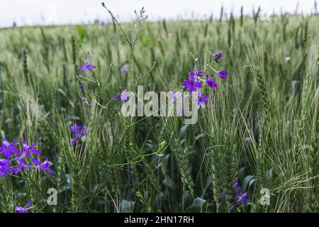 Blütenstand von blauen Forken Larksporn Blumen Nahaufnahme auf grünem Weizen Hintergrund. Natürliche Blumen Sommer Hintergrund Stockfoto