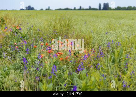 Wilde Mohnblumen Papaver-Rhoeas und Forking Larksporn Consolida regalis blühen im Sommerfeld an sonnigen Tagen - selektiver Fokus Stockfoto