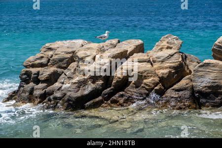 Möwe ruhen auf einem Felsen in der Nähe der Küste, welliger Meereshintergrund. Ägäis, griechische Insel, sonniger Sommertag Stockfoto